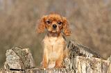CAVALIER KING CHARLES 402